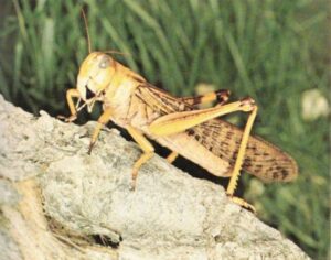 Criquet migrateur, se tenant sur un rocher.