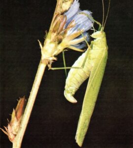 grand insecte vert et allongé sur une plante à fleur bleue, identifié Sauterelle verte.